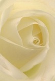 Nestled into the heart of this creamy-white Lee rose, you're enveloped by its gentle spiral, as if the petals themselves are inviting you into their embrace. Each layer, unfolding with almost whisper-light precision, feels kissed by the softest morning dew - a tactile sensation akin to running your hand along a well-loved garden path near Manor Park. The interplay of ivory, cream, and tender shadow brings a sense of depth and tranquility, while the atmosphere is charged with quiet peace, perfect for reflecting sympathy, admiration, or hope for new beginnings. The sensation is of standing in a sunlit Lee parlour, the faintest hint of a sweet, clean scent lingering in the air. This bloom's arrangement conveys both the emotional artistry and technical mastery of a local florist, every petal purposeful, every curve crafted for a moment of reflection or celebration, whether for a cherished memory or a thoughtful gift. The close composition captures not just the flower's physical beauty, but the feelings it is meant to impart - serenity, care, and heartfelt connection - echoing the sincere gestures exchanged every day across the Lee community. This rose, with its radiance and subtle dignity, truly embodies the timeless language of flowers, lovingly delivered to homes both old and new across Lee.
